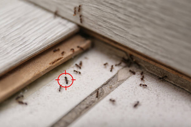 Best Emergency Pest Control  in Plainfield, IL
